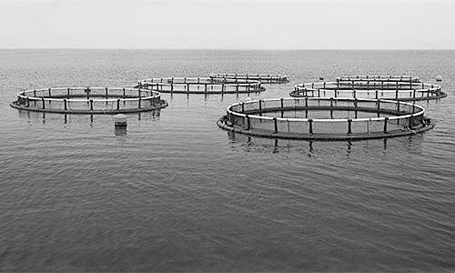 物聯(lián)網(wǎng)助力水產(chǎn)養(yǎng)殖進行智能化管理。